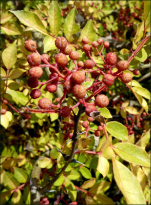 Zanthoxylum_simulans_perfoliata.jpg