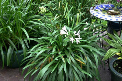 Agapanthus2709.jpg