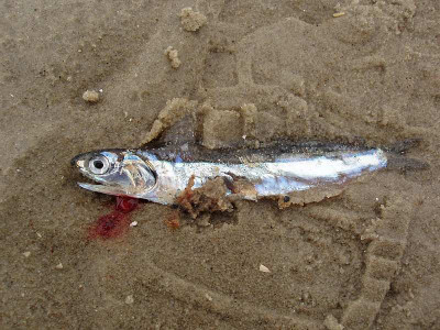 nordsee2009_stille_klage.jpg