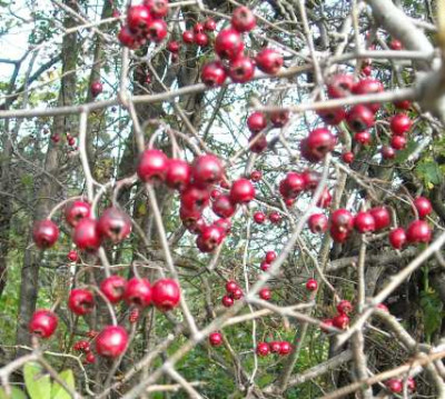 DSCN3555.jpg