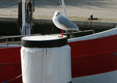 nordsee2009_federvieh.jpg