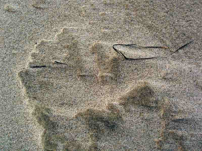 nordsee2009_sandwehen.jpg