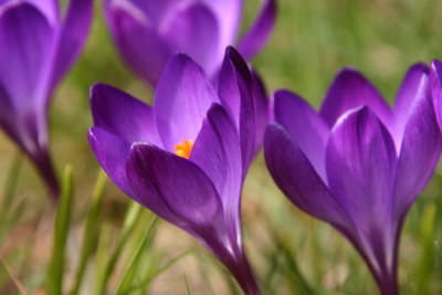 Crocus-Marz-2.jpg