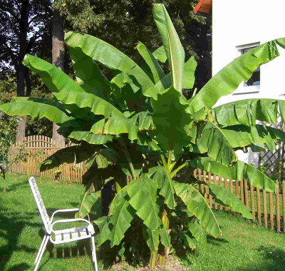 Banane_2008.jpg