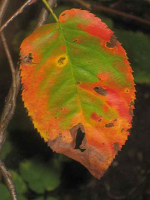 Felsb.-Blatt_IMG_3973.jpg