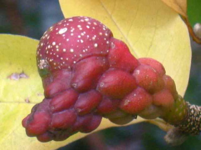 Mag._loebn.-Frucht_IMG_3997.jpg