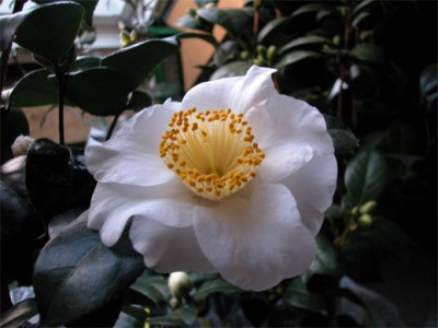 KAMELIE.FUJI.jpg