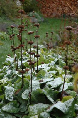 005phlomis.jpg
