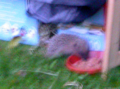 Igel_drauen_12.10.09.jpg