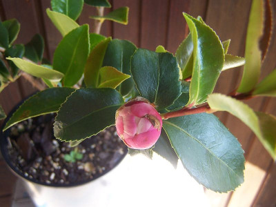 100_2390_Francois_Gagnepain_red_bud___800.jpg