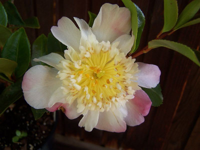 100_2391_C._oleifera_hybr._Francois_Gagnepain_flower-face___800.jpg