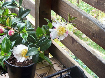 100_2403_Camellia_oleifera_hybr._Francois_Gagnepain___flowers__buds___500.jpg