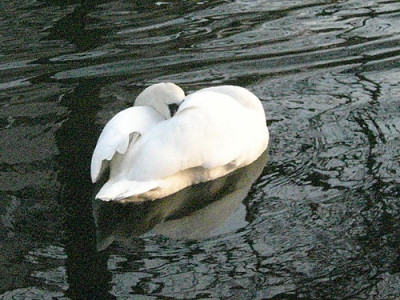 schwannochschlaf_C01596.jpg