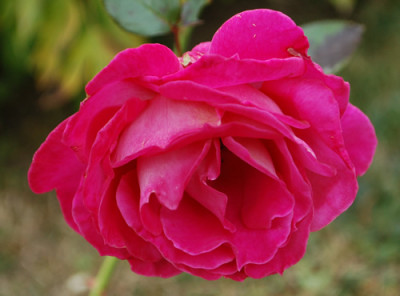Manou_Meilland_0010__60871.jpg