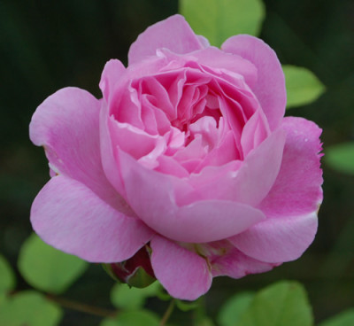Mary_Rose_0010__60900.jpg