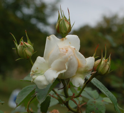 Sebastian_Kneipp_0010__60865.jpg