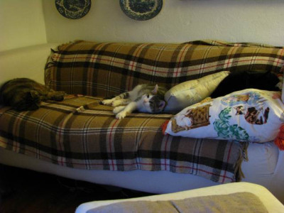 die_drei_katzen_bank.jpg