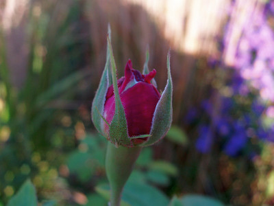 rdv_zimbelaria_20091013_zg.jpg