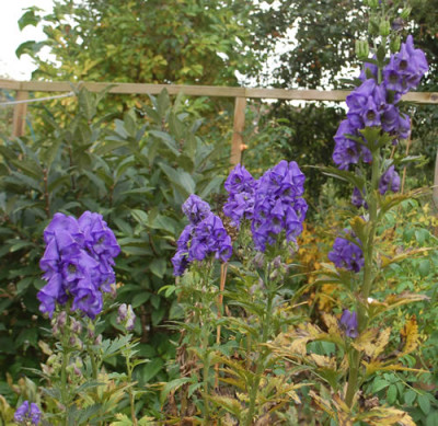 Herbst-Eisenhut_Aconitum_carmichaelii_arendsii_0010__61070.jpg