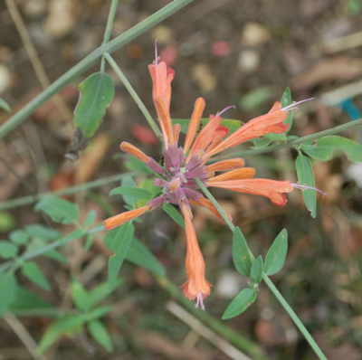 Felsen-Duftnessel_Agastache_rupestris_0010__61079.jpg