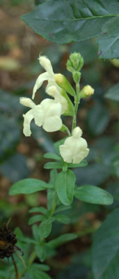 Salvia_greggii_Moonlight_0010__61077.jpg