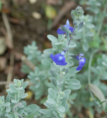 Salvia_chamaedryoides_Heavenly_Blue_0010__61078.jpg