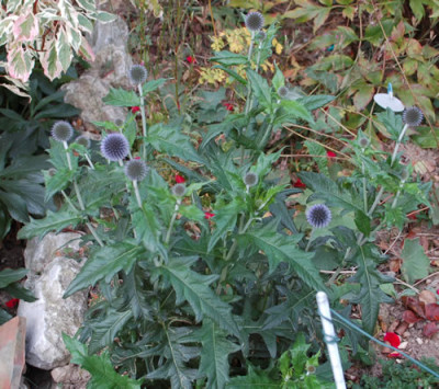 Kugeldistel_Echinops_ritro_0010__60798.jpg