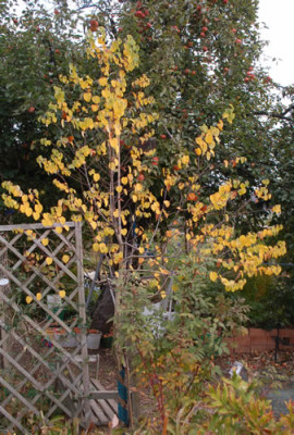Cercidiphyllum_japonicum_0010__60789.jpg