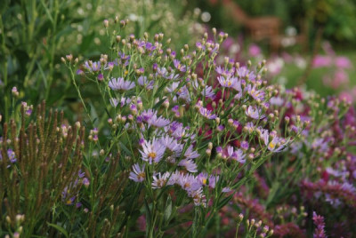 aster_turbinellus_09.jpg