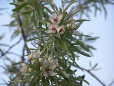 PyrusSalicifolia07.jpg