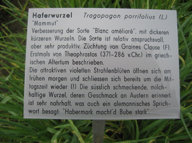 Haferwurzel.jpg