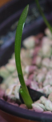 2.blatt.jpg