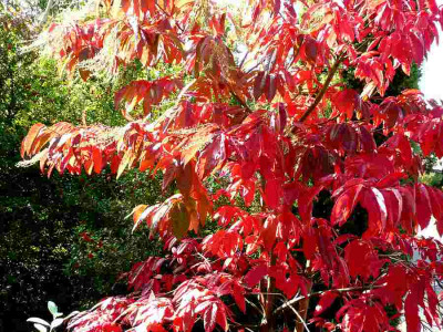 70-Oxydendrum-arboreum-091013d.jpg