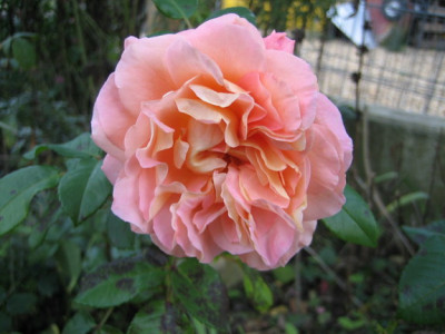 09_012_Augusta_Luise.jpg
