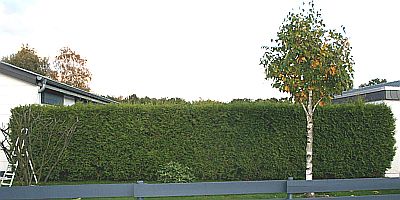 die_Hecke_klein.jpg