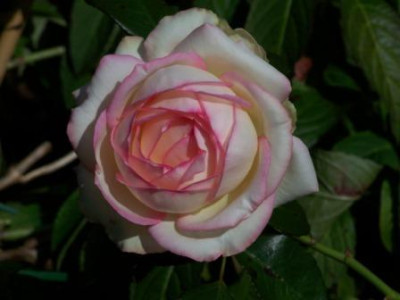 Biedermeier09.jpg