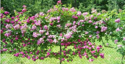 RosemarieViaud_BleuMagenta3.JPG