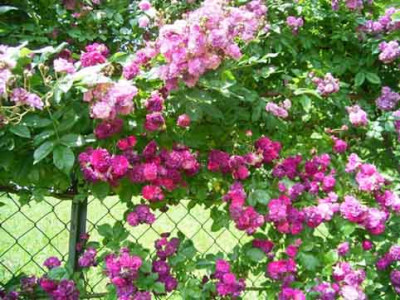 RosemarieViaud_BleuMagenta2.JPG