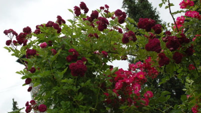 Bleu_Magenta_0010__52790.jpg