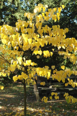 Cercis_canadensis-2009-10.jpg