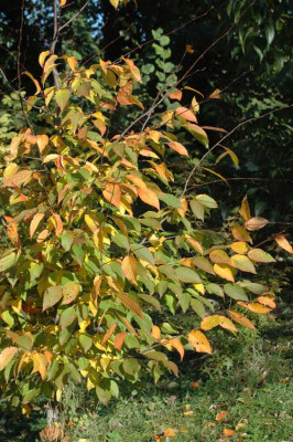 Carpinus_caroliniana-2009-10.jpg