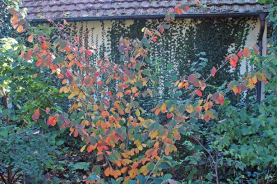 Hamamelis_Arnold_Promise-2009-10.jpg