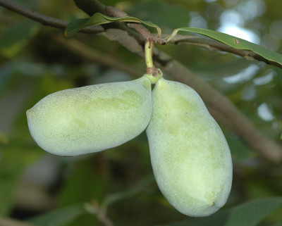 Asimina_triloba-2009-10.jpg