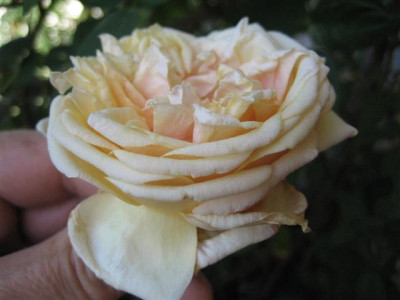 IMG_5937_Small.JPG