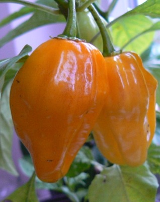 Chili_gelb.jpg