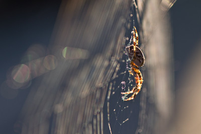 Spinne-am-Abend-Okt1509.jpg