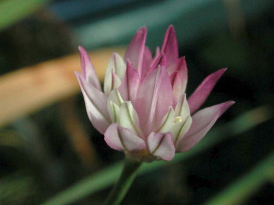Allium_griffithianum.jpg