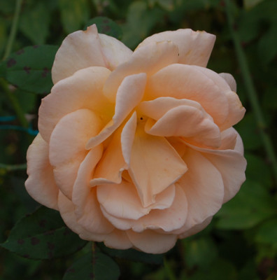 Apricot_Nectar_0010__61102.jpg