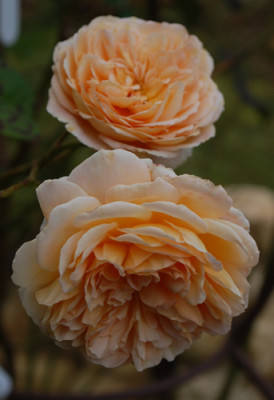 Crown_Princess_Margareta_0010__61111.jpg