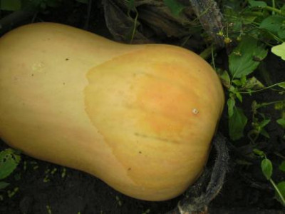 Kurbiserfroren1.jpg